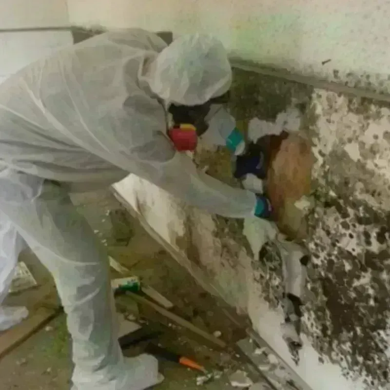 Mold Remediation and Removal in Saluda, SC